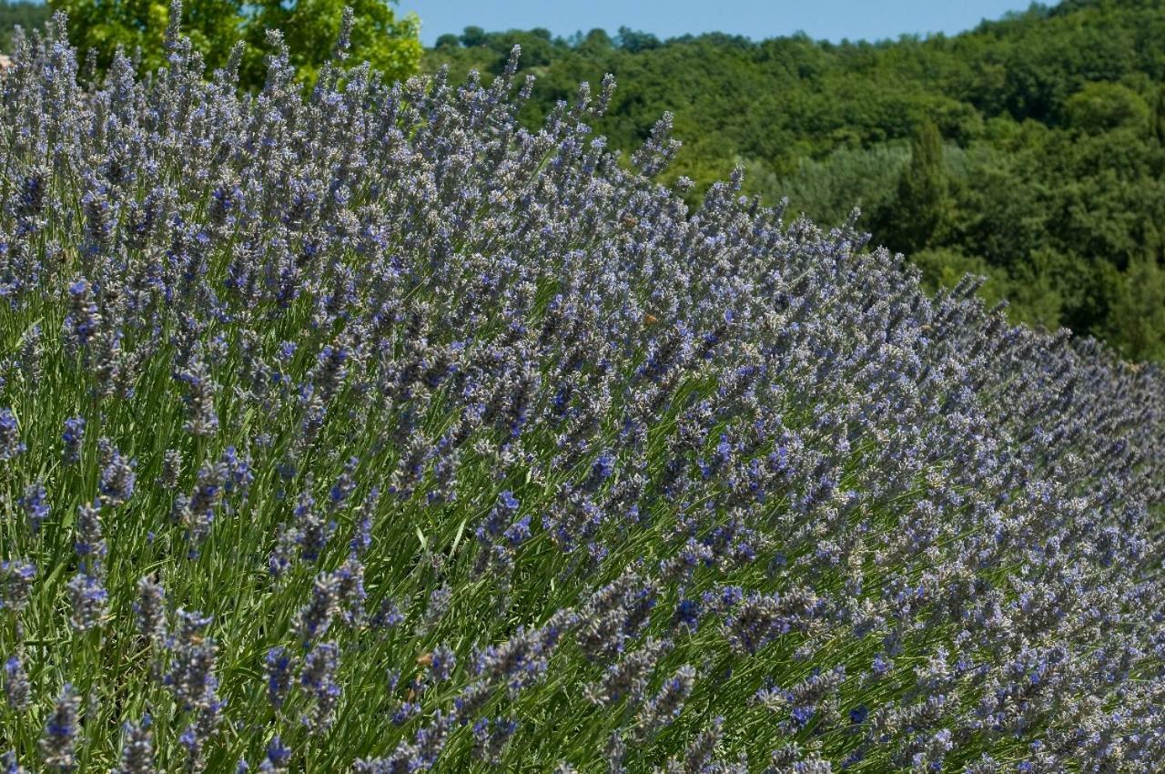 Agriturismo Le Case Assisi Eksteriør bilde